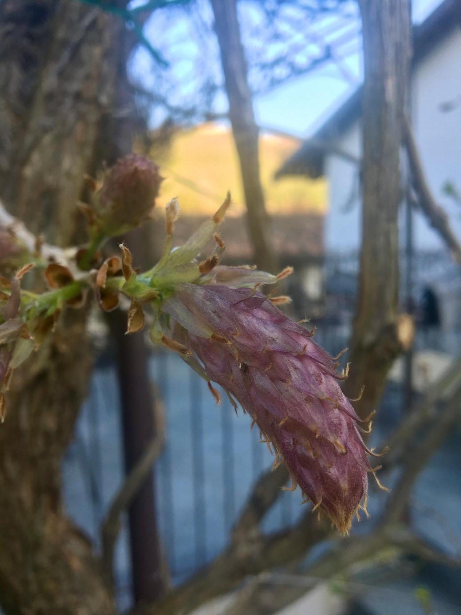 Marcarini Agriturismo Neviglie Kültér fotó